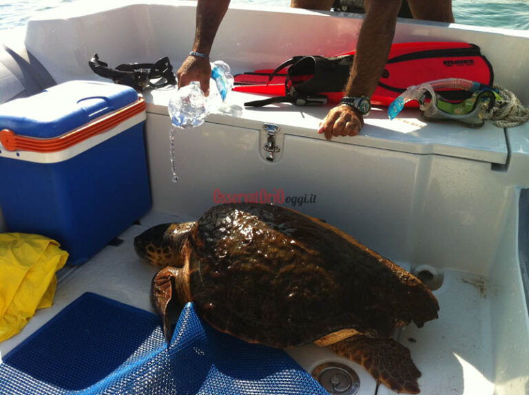 La tartaruga 'violenta' è stata liberata in alto mare - LE FOTO E IL VIDEO - Osservatorio Fasano