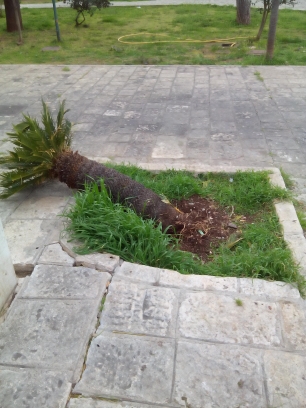 Divelte le cycas della villa comunale di Fasano Divelte le cycas della villa comunale di Fasano - Osservatorio Fasano