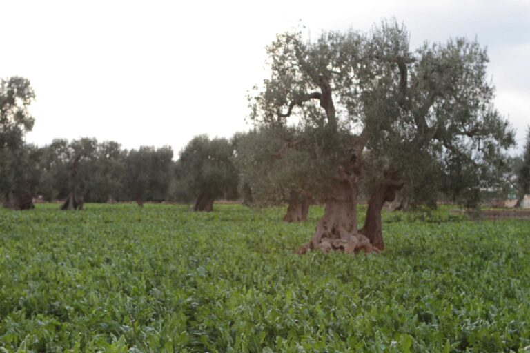 Quali le ricette per la difesa e la valorizzazione dell’olivicoltura brindisina? - Osservatorio Fasano