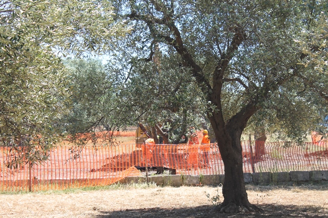 Cavalca ferrovia in contrada Tuppina: ripresi i lavori di espianto degli alberi d’ulivo Cavalca ferrovia in contrada Tuppina: ripresi i lavori di espianto degli alberi d'ulivo - Osservatorio Fasano