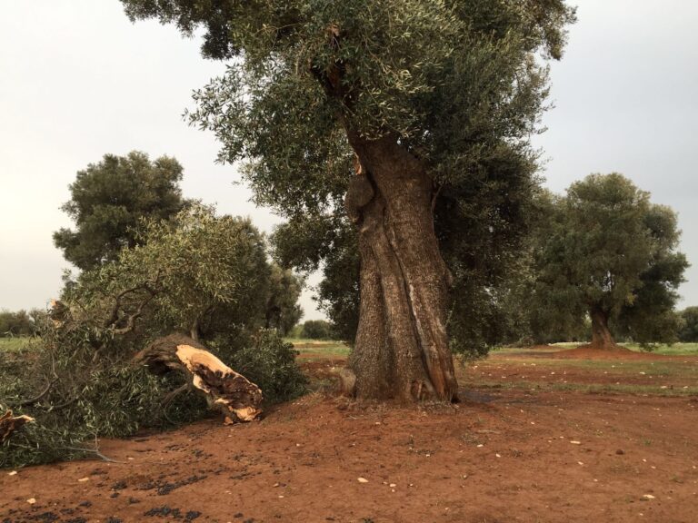 Tempesta di scirocco: gravi danni a serre e ulivi monumentali nel Fasanese Tempesta di scirocco: gravi danni a serre e ulivi monumentali nel Fasanese - Osservatorio Fasano
