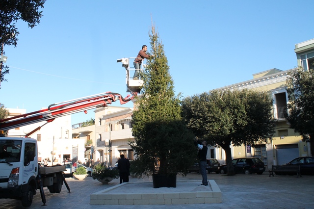 Pezze di Greco: dopo le polemiche risistemato l’albero di Natale Pezze di Greco: dopo le polemiche risistemato l'albero di Natale - Osservatorio Fasano