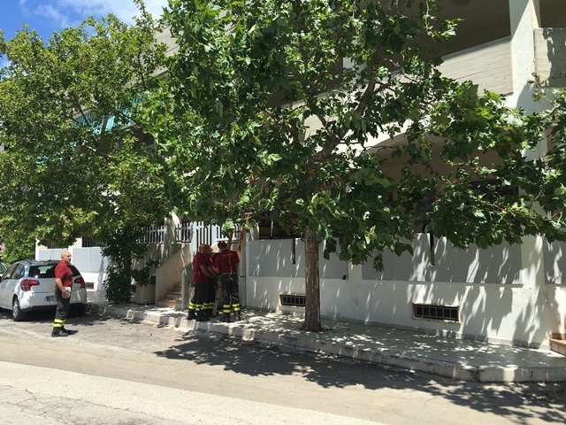 Albero pericolante a Torre Canne: intervengono vigili del fuoco e carabinieri Albero pericolante a Torre Canne: intervengono vigili del fuoco e carabinieri - Osservatorio Fasano