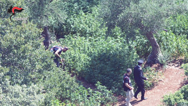 Coltivavano canapa indiana a Castellana: arrestate 5 persone tra cui tre fasanesi Coltivavano canapa indiana a Castellana: arrestate 5 persone tra cui tre fasanesi - Osservatorio Fasano