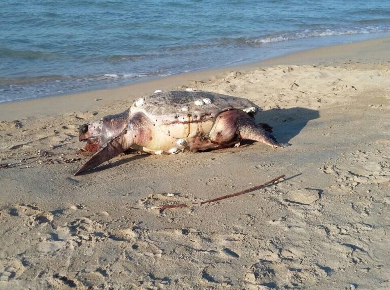 Carcassa di tartaruga da giorni sulla spiaggia a Torre Canne e nessuno interviene - Osservatorio Fasano