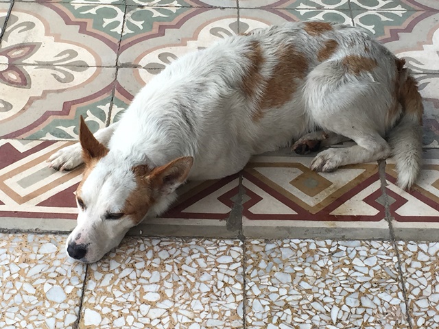 La storia di Tornado, il cane amato dai montalbanesi ma che qualcuno vuole ammazzare La storia di Tornado, il cane amato dai montalbanesi ma che qualcuno vuole ammazzare - Osservatorio Fasano