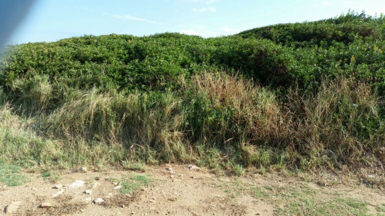 Ripulito dai rifiuti il Parco delle Dune Costiere - Osservatorio Fasano
