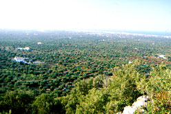 La Pro Selva presenta una cartina turistica della frazione collinare La Pro Selva presenta una cartina turistica della frazione collinare - Osservatorio Fasano
