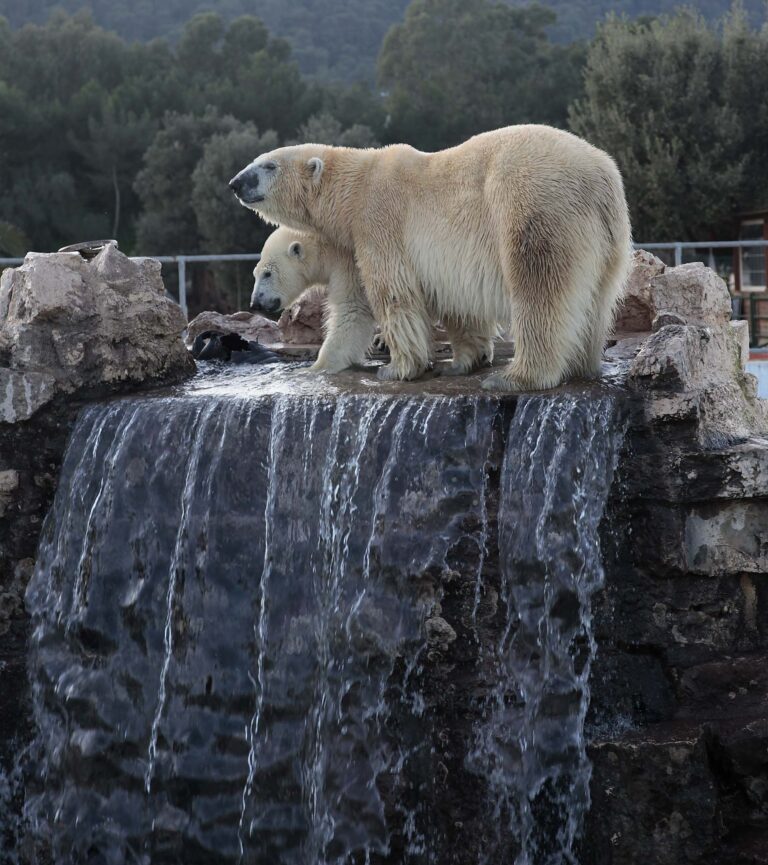 Due orsetti polari allo ZooSafari di Fasano - Osservatorio Fasano