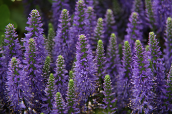 Viso stanco? Ci pensa la maschera alla lavanda! Viso stanco? Ci pensa la maschera alla lavanda! - Osservatorio Fasano