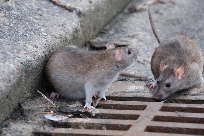 Invasione di topi nelle zone periferiche di Fasano: i cittadini chiedono interventi Invasione di topi nelle zone periferiche di Fasano: i cittadini chiedono interventi - Osservatorio Fasano