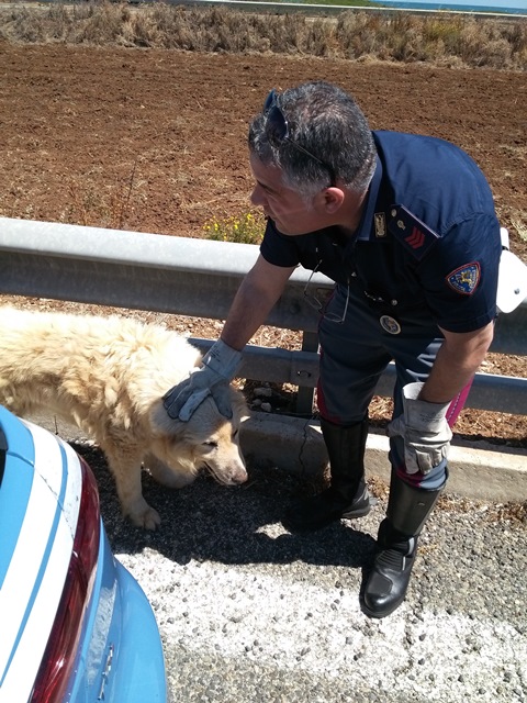 La Polizia Stradale salva cane sulla Statale 379 a Torre Canne La Polizia Stradale salva cane sulla Statale 379 a Torre Canne - Osservatorio Fasano