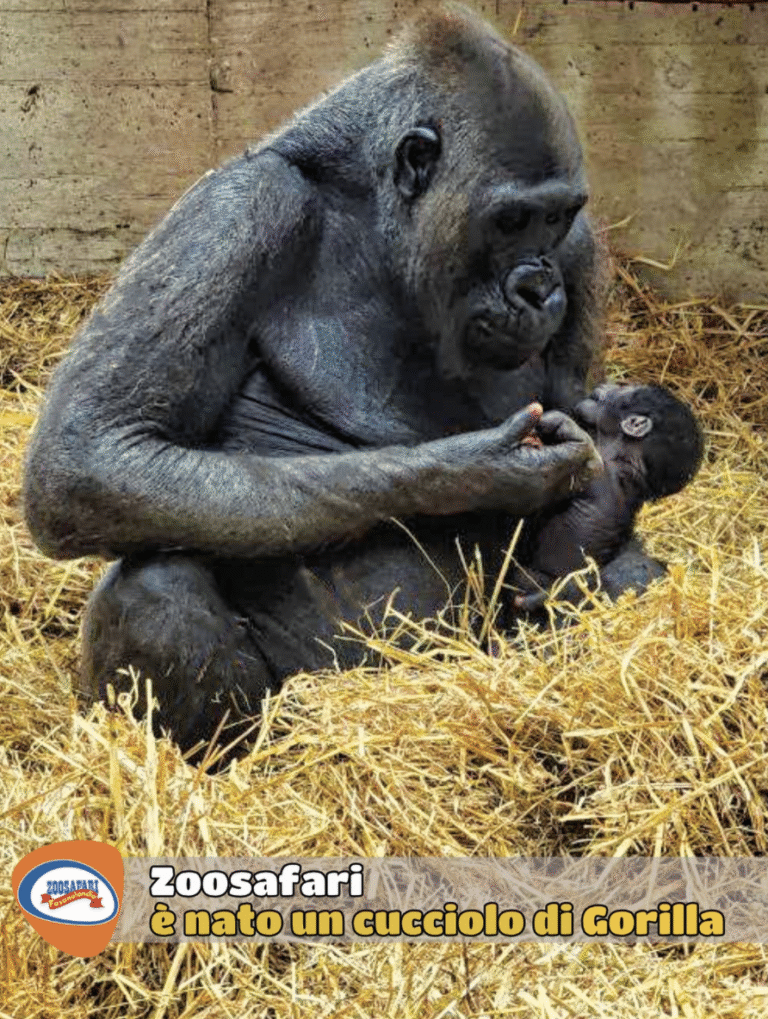 Evento storico allo ZooSafari di Fasano: nato un cucciolo di gorilla! Evento storico allo ZooSafari di Fasano: nato un cucciolo di gorilla! - Osservatorio Fasano