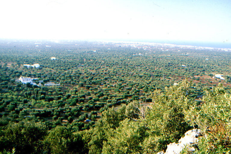 Sistemazione dell’Ufficio postale della Selva Sistemazione dell'Ufficio postale della Selva - Osservatorio Fasano