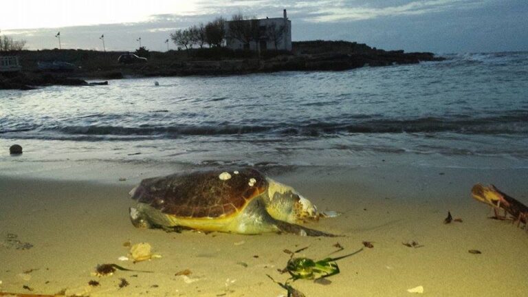 Due casi di tartarughe spiaggiate a Torre Canne e Savelletri - Osservatorio Fasano