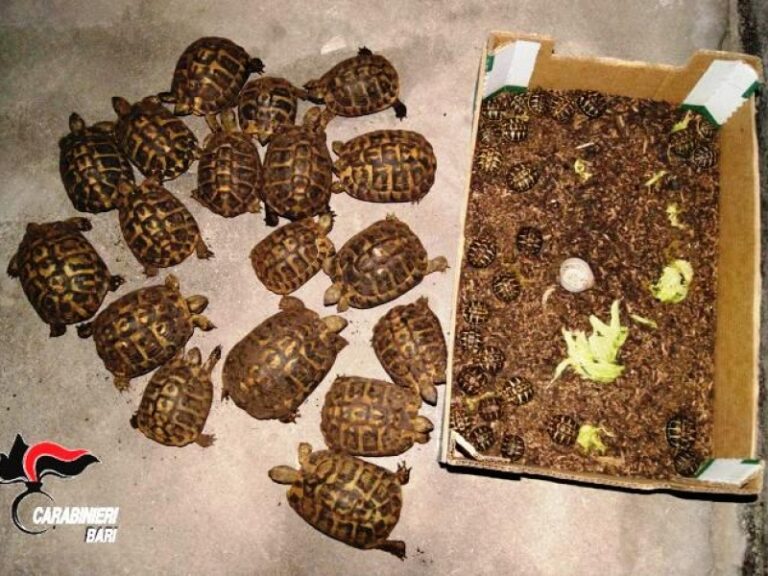 Affidate allo Zoosafari di Fasano oltre 40 tartarughe sequestrate dai Carabinieri - Osservatorio Fasano
