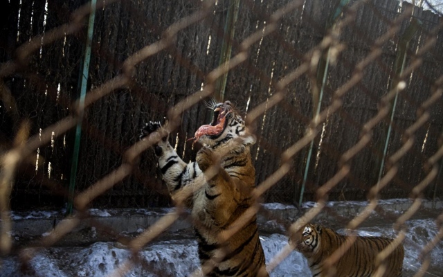 E’ ufficiale: le tigri assassine di Pinerolo saranno portate allo Zoosafari di Fasano E' ufficiale: le tigri assassine di Pinerolo saranno portate allo Zoosafari di Fasano - Osservatorio Fasano