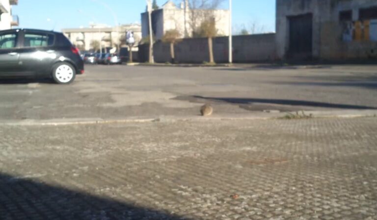Topi per le strade del centro: risponde il direttore della Tradeco a Fasano Topi per le strade del centro: risponde il direttore della Tradeco a Fasano - Osservatorio Fasano