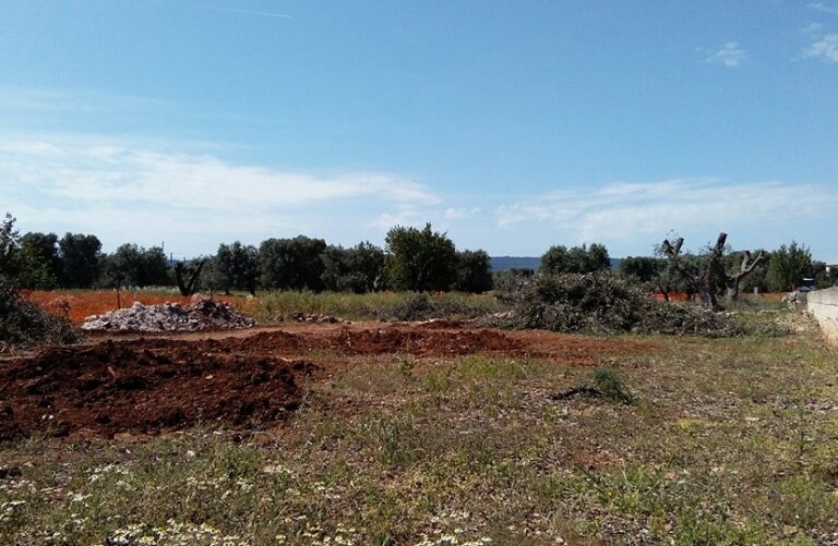 Antonio Trevisi: 'Fermate l'espianto degli ulivi in contrada Tuppina a Fasano' - Osservatorio Fasano