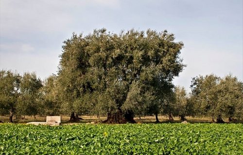 Ulivi secolari patrimonio dell’Unesco: nota congiunta dei movimenti ‘in Comune’ e ‘Manisporche’ Ulivi secolari patrimonio dell'Unesco: nota congiunta dei movimenti 'in Comune' e 'Manisporche' - Osservatorio Fasano