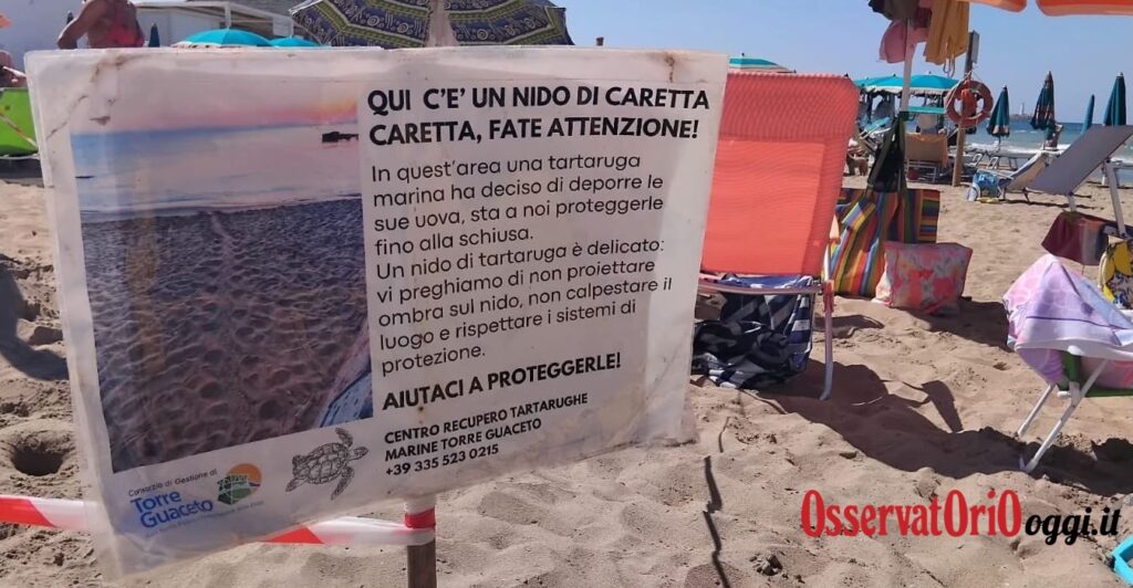 Le coste fasanesi, culla delle Tartarughe Caretta Caretta - Osservatorio Fasano