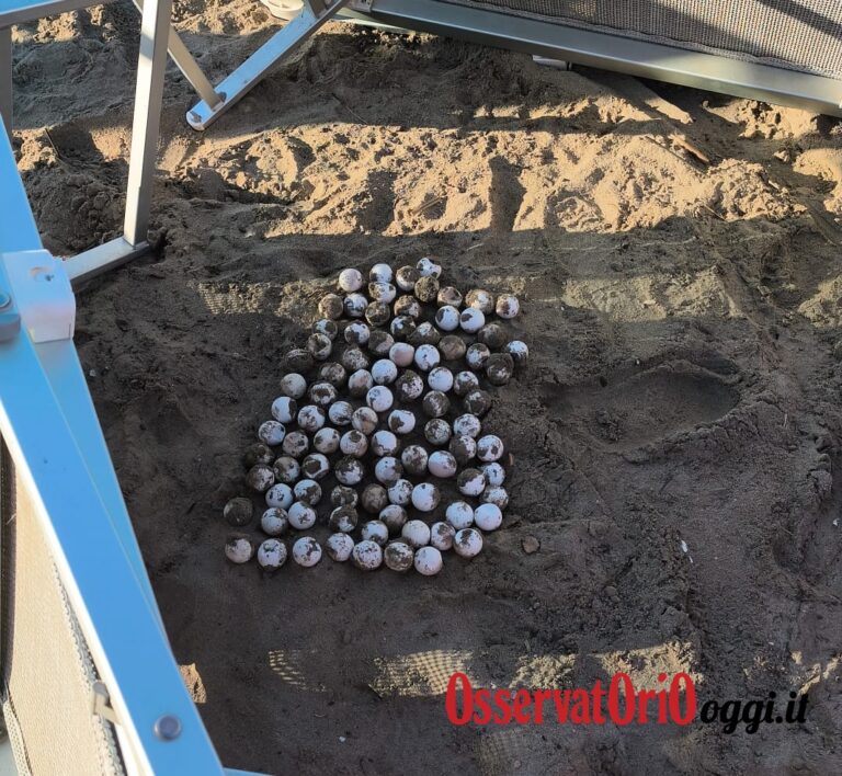 Le coste fasanesi, culla delle Tartarughe Caretta Caretta - Osservatorio Fasano