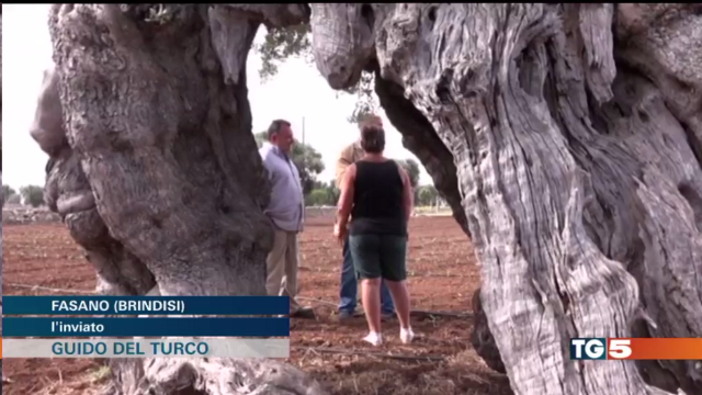 Coppia di agricoltori fasanesi al Tg5 Coppia di agricoltori fasanesi al Tg5 - Osservatorio Fasano