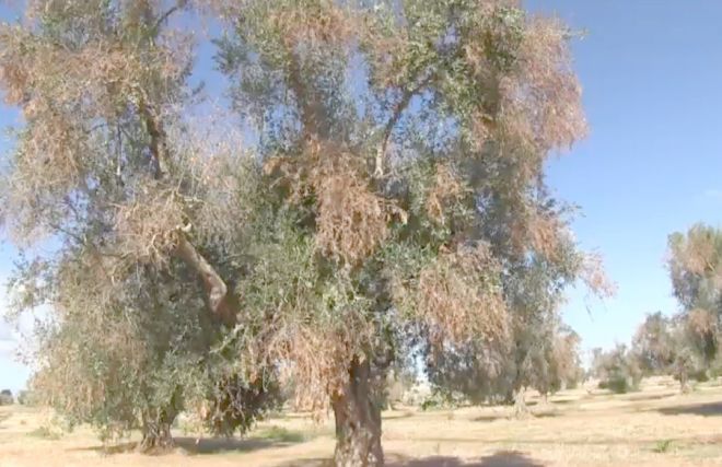 Xylella: l’Udicon di Fasano denuncia scarsa osservanza degli obblighi Xylella: l'Udicon di Fasano denuncia scarsa osservanza degli obblighi - Osservatorio Fasano
