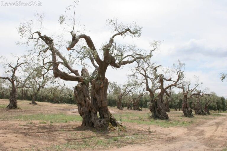 Xylella: dopo Ostuni trovato batterio anche a Martina Franca e si teme ora per Fasano Xylella: dopo Ostuni trovato batterio anche a Martina Franca e si teme ora per Fasano - Osservatorio Fasano