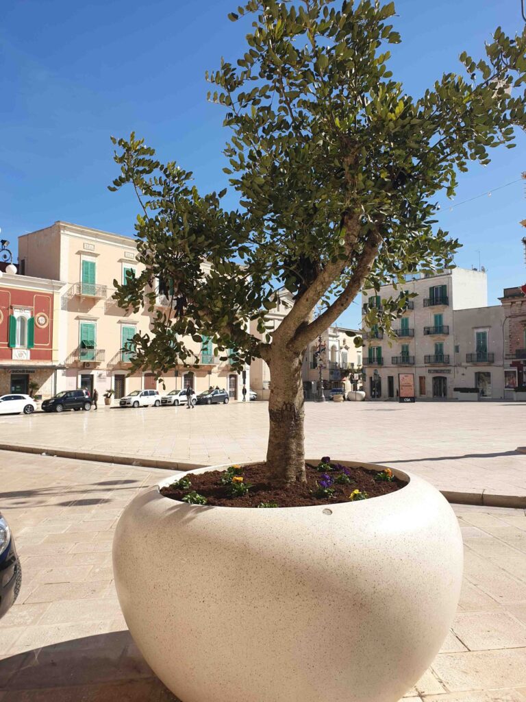 L’agrifoglio della piazza ‘va a scuola’ L'agrifoglio della piazza 'va a scuola' - Osservatorio Fasano