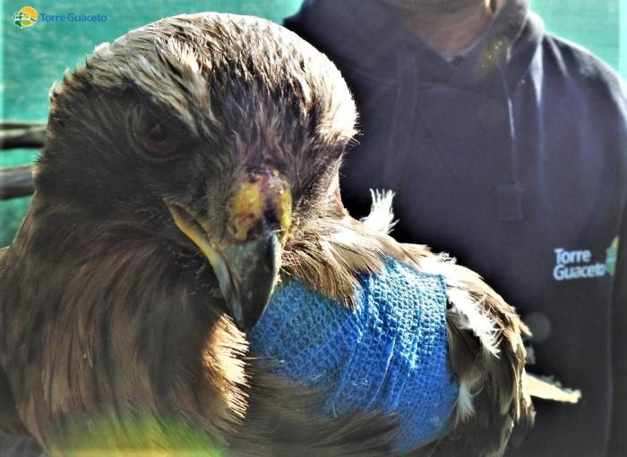 Dalla strada al centro recupero: un’aquila minore a Torre Guaceto VIDEO Dalla strada al centro recupero: un'aquila minore a Torre Guaceto VIDEO - Osservatorio Fasano