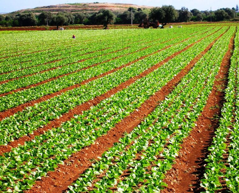 Agricoltura in ginocchio in provincia di Brindisi: si chiedono interventi al ministro e alla Regione - Osservatorio Fasano