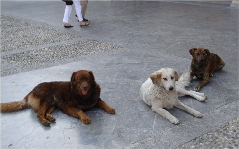 Troppi cani randagi o abbandonati in provincia di Brindisi: la denuncia è dell’Oipa Troppi cani randagi o abbandonati in provincia di Brindisi: la denuncia è dell'Oipa - Osservatorio Fasano