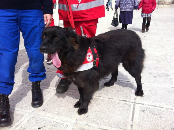 Bambini e cani in festa per la Croce Rossa Bambini e cani in festa per la Croce Rossa - Osservatorio Fasano