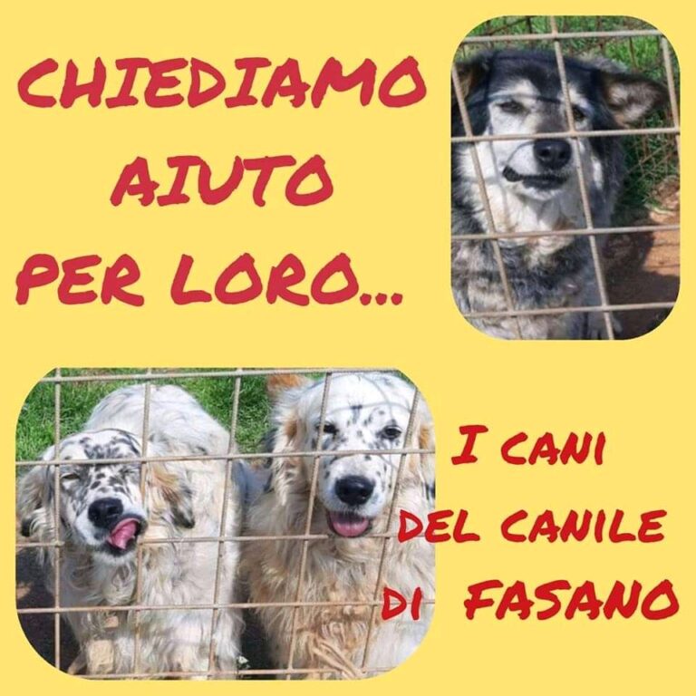 Appello Quattro zampe nel Cuore per salvare alcuni cani - Osservatorio Fasano