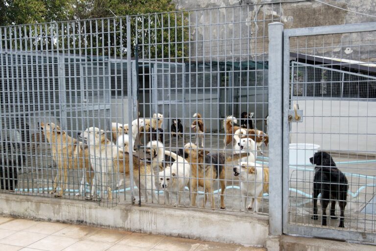 Interventi al canile comunale: incontro tra il sindaco di Fasano e il Nas Interventi al canile comunale: incontro tra il sindaco di Fasano e il Nas - Osservatorio Fasano
