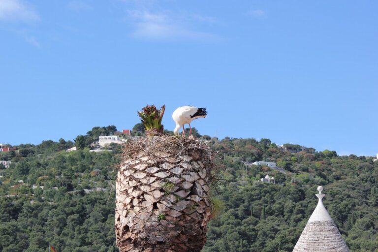 Una cicogna bianca nidifica su una palma allo Zoosafari Una cicogna bianca nidifica su una palma allo Zoosafari - Osservatorio Fasano