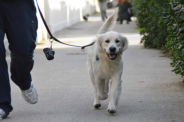Deiezioni canine: l’associazione Omnia di Fasano presenta esposto al commissario straordinario Deiezioni canine: l'associazione Omnia di Fasano presenta esposto al commissario straordinario - Osservatorio Fasano