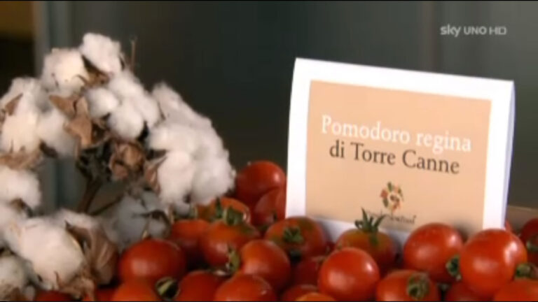 Il pomodoro ‘Regina’ di Torre Canne sulla tavola di MasterChef Il pomodoro 'Regina' di Torre Canne sulla tavola di MasterChef - Osservatorio Fasano
