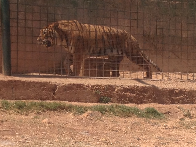 La carcassa della tigre Samir portata a Foggia per l’esame necroscopico La carcassa della tigre Samir portata a Foggia per l'esame necroscopico - Osservatorio Fasano