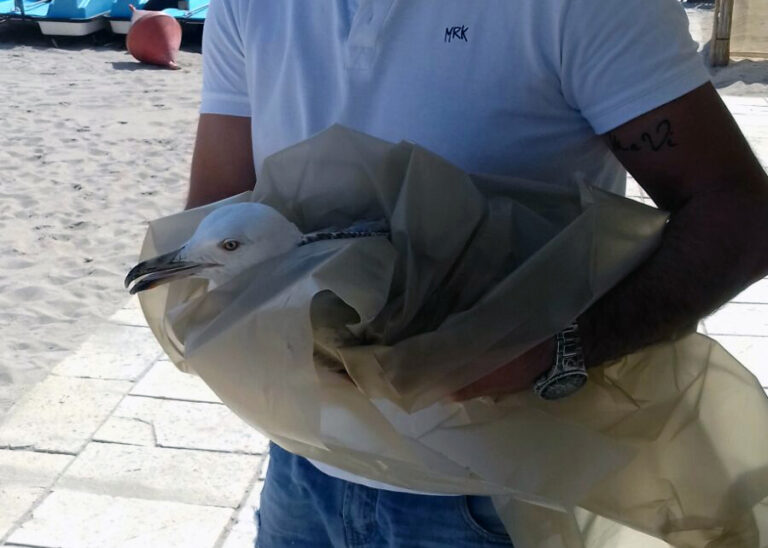 Salvataggio di un Gabbiano Reale a Torre Canne Salvataggio di un Gabbiano Reale a Torre Canne - Osservatorio Fasano