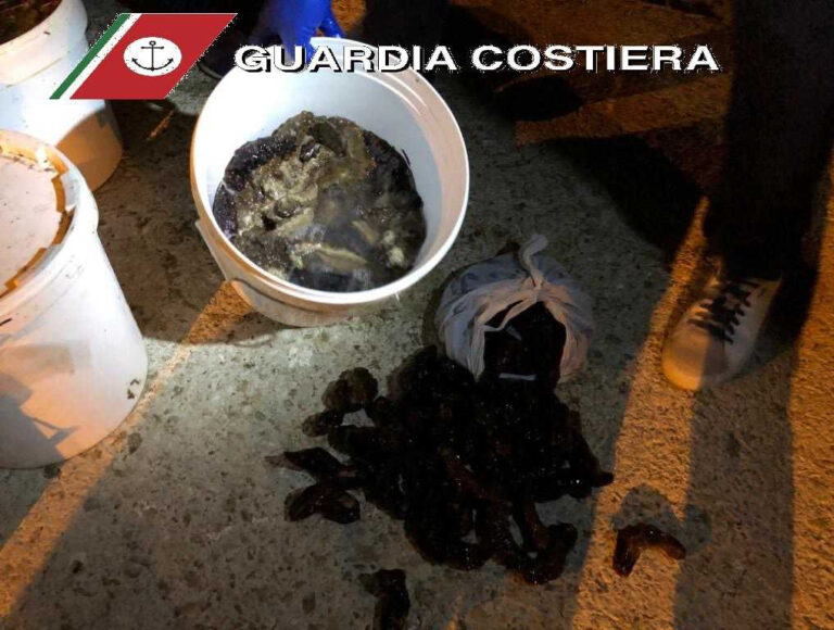 Fermato a Fasano un camion con 4 tonnellate di oloturie Fermato a Fasano un camion con 4 tonnellate di oloturie - Osservatorio Fasano