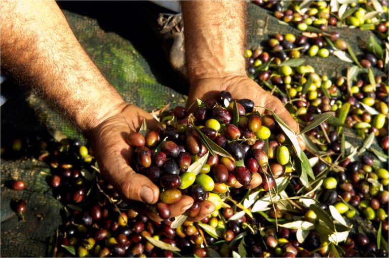 Furto di olive a Pezze di Greco: denunciati coniugi albanesi per ricettazione Furto di olive a Pezze di Greco: denunciati coniugi albanesi per ricettazione - Osservatorio Fasano