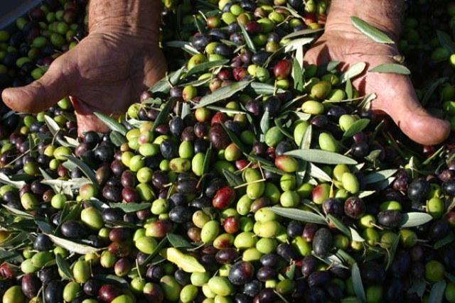 Dieci aziende olearie fasanesi alla fiera internazionale ‘Olio capitale’ di Trieste Dieci aziende olearie fasanesi alla fiera internazionale 'Olio capitale' di Trieste - Osservatorio Fasano
