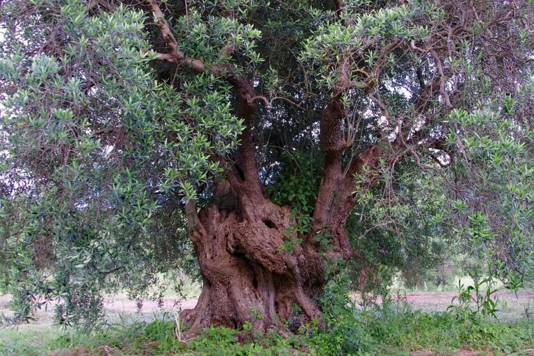 Premio ‘Giganti di Puglia’, un concorso per valorizzare gli ulivi millenari Premio 'Giganti di Puglia', un concorso per valorizzare gli ulivi millenari - Osservatorio Fasano