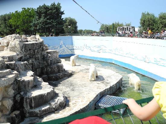 Gli orsi polari dello Zoosafari di Fasano diventano un caso nazionale Gli orsi polari dello Zoosafari di Fasano diventano un caso nazionale - Osservatorio Fasano