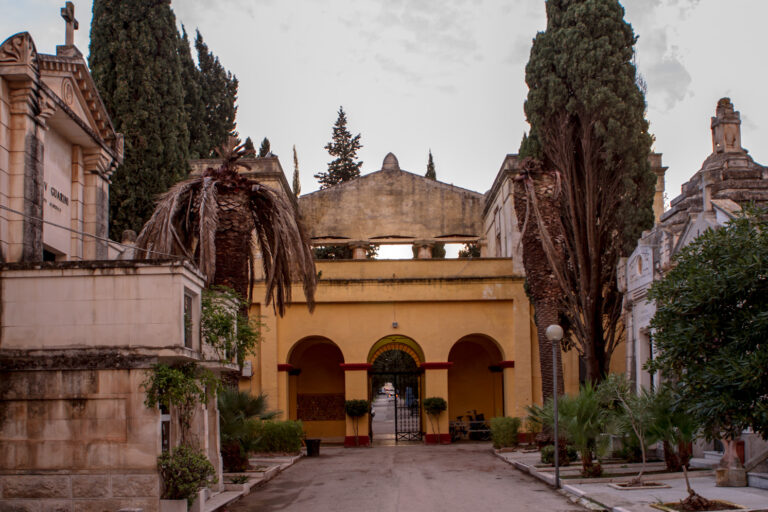 Palme pericolanti al cimitero? Lunedì sopralluogo dei tecnici comunali - Osservatorio Fasano