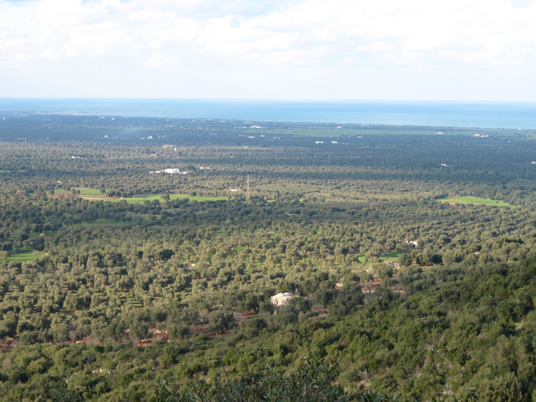 5 Vele di Legambiente per la piana olivetata da Monopoli a Carovigno 5 Vele di Legambiente per la piana olivetata da Monopoli a Carovigno - Osservatorio Fasano