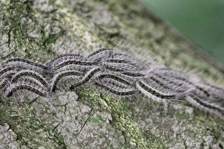 Lotta alla Processionaria 'Traumatocampa Pityocampa' - Osservatorio Fasano