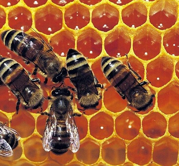 La propoli: resina dalle mille virtù La propoli: resina dalle mille virtù - Osservatorio Fasano